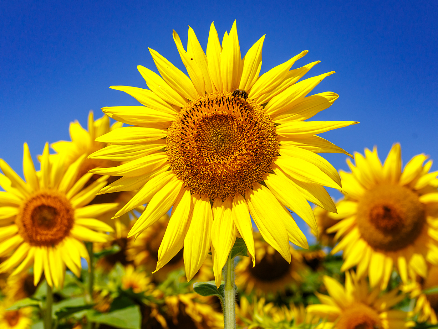 How Sunflowers ''See'' the Sun The Institute for Creation Research